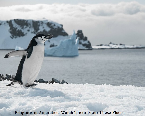 Penguins in Antarctica, Watch Them From These Places